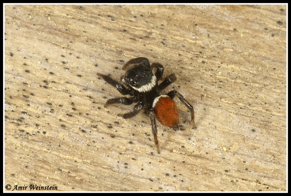 jumping spider identification